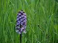 46_Orchis pourpre